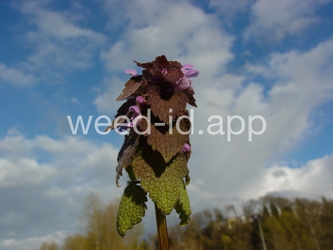 deadnettle, purple